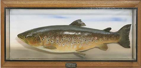 billcoxfish[2].JPG